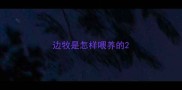边牧是怎样喂养的