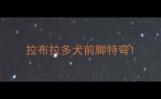 拉布拉多犬前脚特弯
