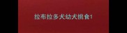 拉布拉多犬幼犬挑食