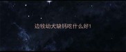 边牧幼犬缺钙吃什么好