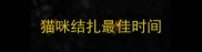 猫咪结扎最佳时间