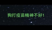 狗打疫苗精神不好