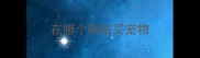 在哪个网站买宠物