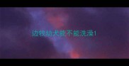 边牧幼犬能不能洗澡