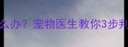 狗狗38度发烧怎么办宠物医生教你3步判断是否紧急送医