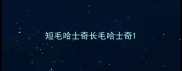 短毛哈士奇长毛哈士奇