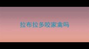拉布拉多咬家禽吗