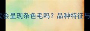 拉布拉多犬会呈现杂色毛吗品种特征与常见误区