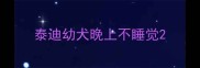 泰迪幼犬晚上不睡觉