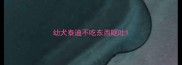 幼犬泰迪不吃东西呕吐