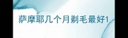 萨摩耶几个月剃毛最好