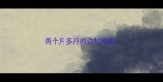 两个月多月的边牧吃啥