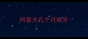 柯基犬几个月换牙