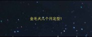 金毛犬几个月定型