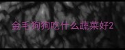 金毛狗狗吃什么蔬菜好