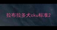 拉布拉多犬cku标准