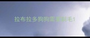 拉布拉多狗狗需要剃毛