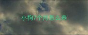 小狗7个月怎么养