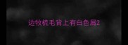 边牧梳毛背上有白色屑