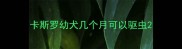 卡斯罗幼犬几个月可以驱虫