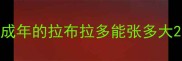 成年的拉布拉多能张多大