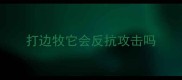 打边牧它会反抗攻击吗