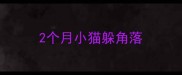 2个月小猫躲角落