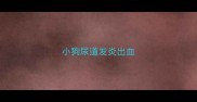 小狗尿道发炎出血