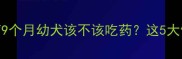 9月龄狗狗用药指南9个月幼犬该不该吃药这5大健康信号家长必看