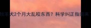 边境牧羊犬2个月大乱咬东西科学纠正指南来了