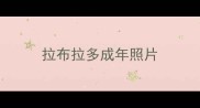 拉布拉多成年照片