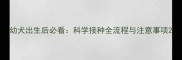 幼犬出生后必看科学接种全流程与注意事项