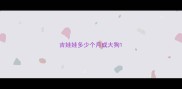 吉娃娃多少个月成大狗