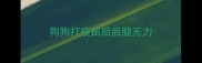 狗狗打疫苗后后腿无力