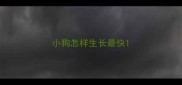 小狗怎样生长最快