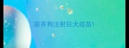 家养狗注射狂犬疫苗