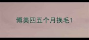 博美四五个月换毛