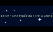 边牧美毛失败金色毛变深灰竟因这个习惯科学养护指南来了