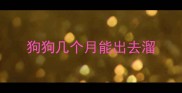 狗狗几个月能出去溜