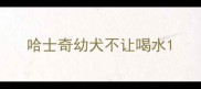 哈士奇幼犬不让喝水