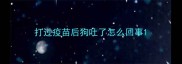 打过疫苗后狗吐了怎么回事
