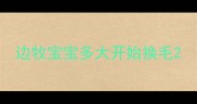 边牧宝宝多大开始换毛