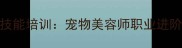 徐家汇宠物美容高薪技能培训宠物美容师职业进阶指南与就业前景分析