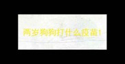 两岁狗狗打什么疫苗