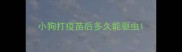 小狗打疫苗后多久能驱虫