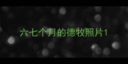 六七个月的德牧照片