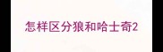 怎样区分狼和哈士奇