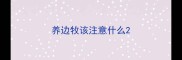 养边牧该注意什么