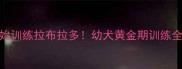 8周开始训练拉布拉多幼犬黄金期训练全攻略