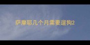 萨摩耶几个月需要遛狗